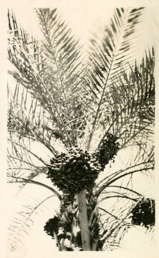 Close-up Photograph of Dates on a Date Palm Tree
