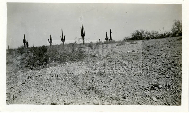 Desert Near Tempe