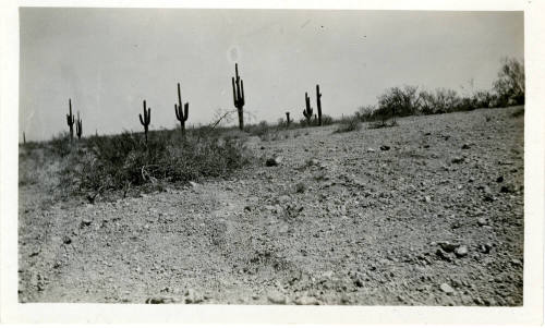Desert Near Tempe