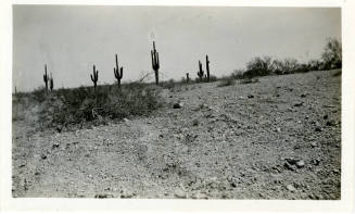 Desert Near Tempe