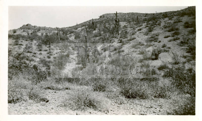 Desert Near Tempe