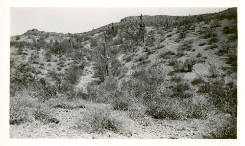 Desert Near Tempe