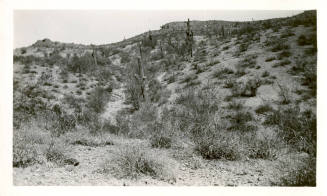 Desert Near Tempe