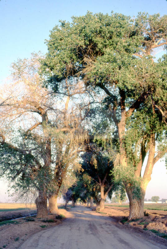 Trees Along Farm Path near S. Price Rd. and Queen Creek Rd.