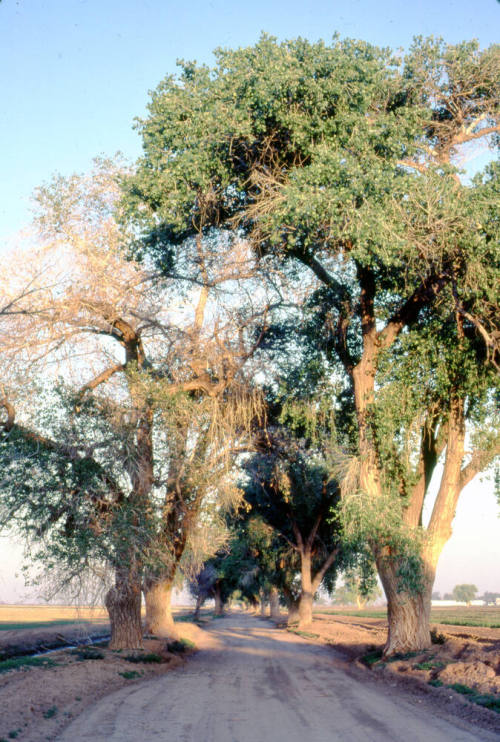 Trees Along Farm Path near S. Price Rd. and Queen Creek Rd.