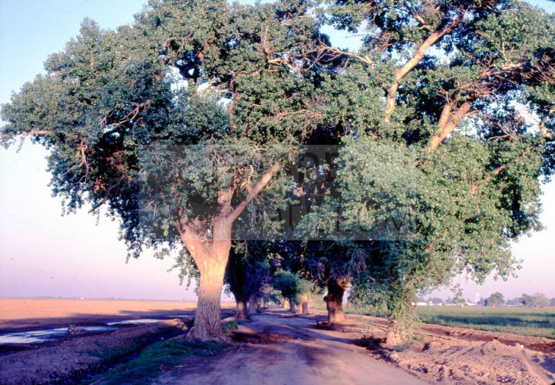 Trees Along Farm Path near S. Price Rd. and Queen Creek Rd.