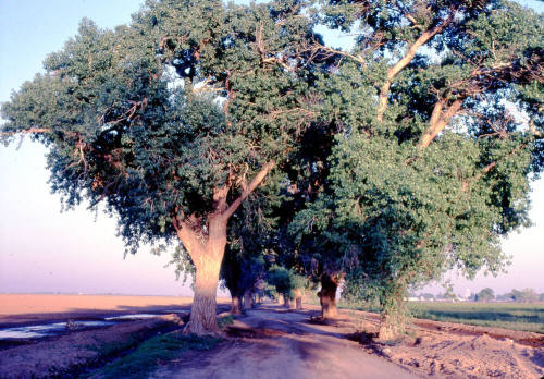 Trees Along Farm Path near S. Price Rd. and Queen Creek Rd.
