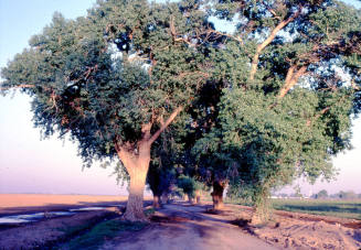 Trees Along Farm Path near S. Price Rd. and Queen Creek Rd.