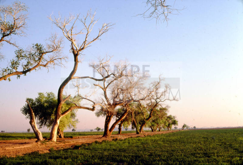 Trees Along Farm Path near S. Price Rd. and Queen Creek Rd.