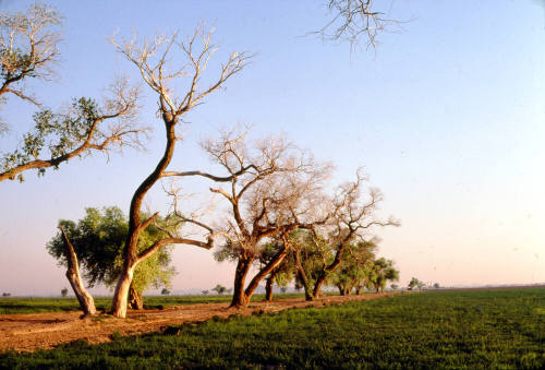 Trees Along Farm Path near S. Price Rd. and Queen Creek Rd.