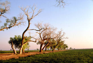 Trees Along Farm Path near S. Price Rd. and Queen Creek Rd.
