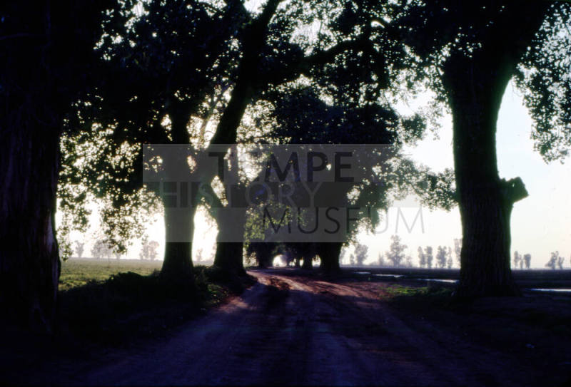 Trees in Dappled Sunlight on Farmland near S. Price Rd. and Queen Creek Rd.
