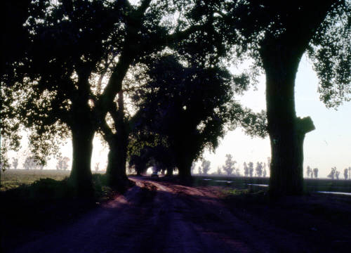 Trees in Dappled Sunlight
