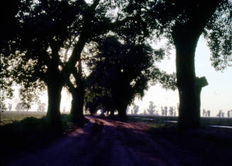 Trees in Dappled Sunlight