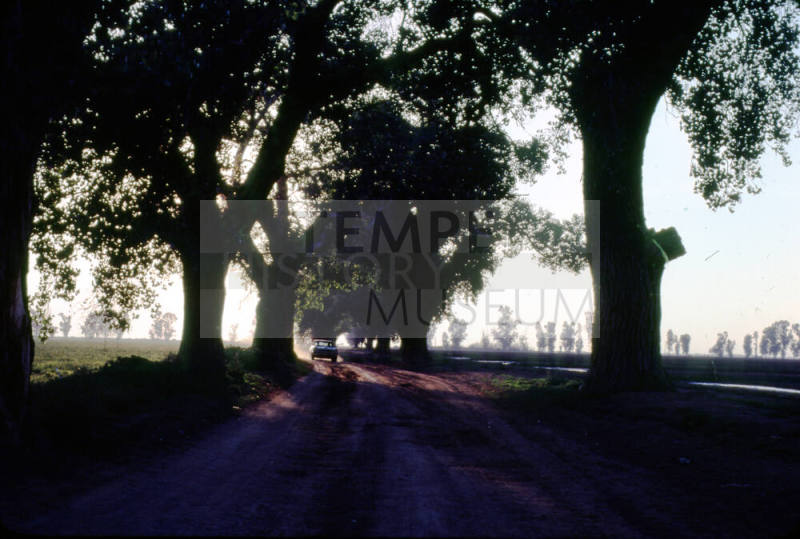Trees in Dappled Sunlight- Farmland near Price Rd. and Queen Creek Rd.