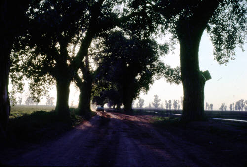 Trees in Dappled Sunlight- Farmland near Price Rd. and Queen Creek Rd.