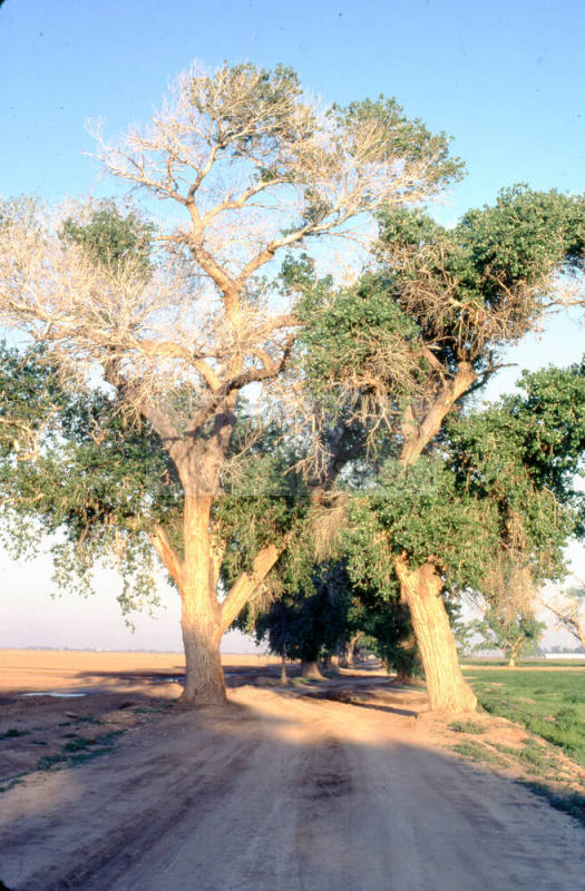 Trees Along Farm Path near S. Price Rd. and Queen Creek Rd.