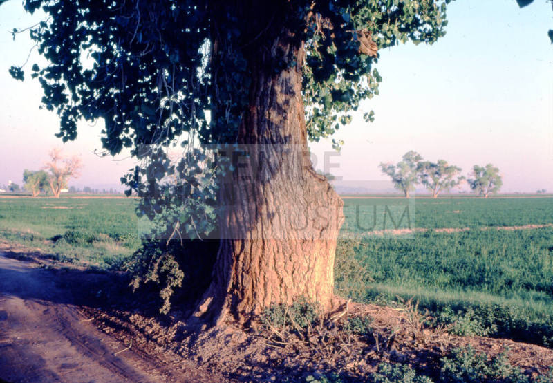 Tree Along Farm Path near S. Price Rd. and Queen Creek Rd.