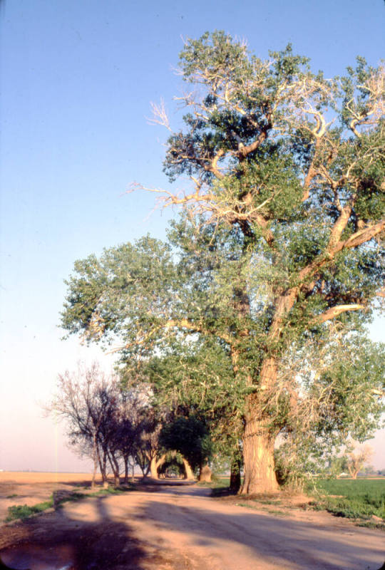Trees Along a Dirt Path on Farmland near S. Price Rd. and Queen Creek Rd.