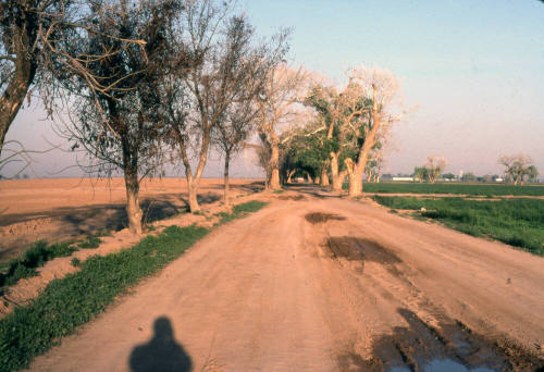 Trees Along Farm Path near S. Price Rd. and Queen Creek Rd.