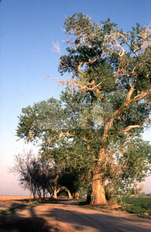 Trees Along Farm Path near S. Price Rd. and Queen Creek Rd.