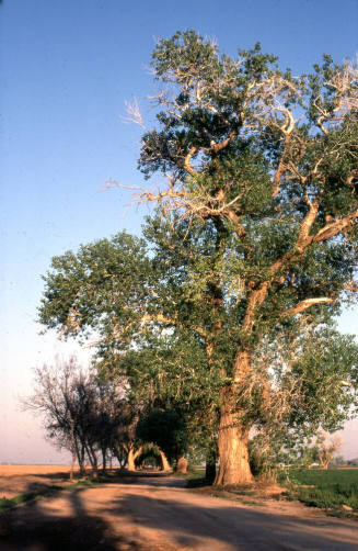 Trees Along Farm Path near S. Price Rd. and Queen Creek Rd.