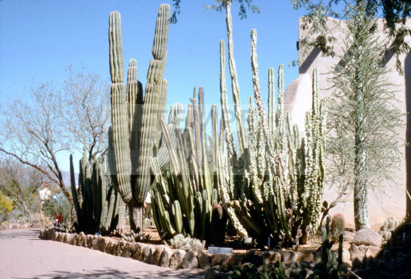 Desert Botanical Garden