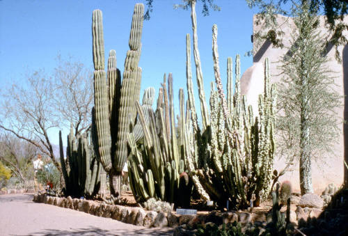 Desert Botanical Garden