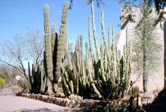 Desert Botanical Garden