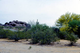 Papago Park Landscape