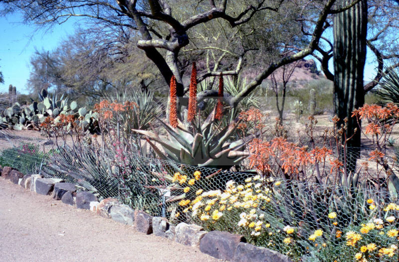 Desert Botanical Garden