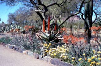 Desert Botanical Garden