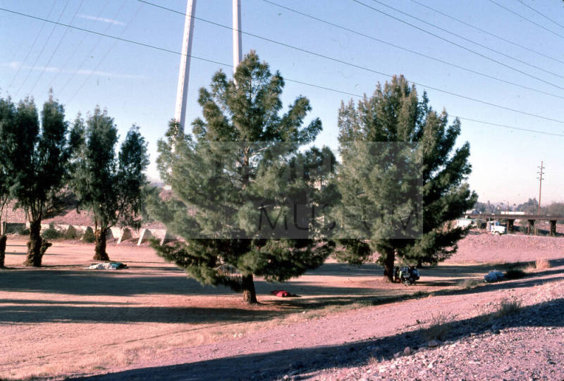 Trees and homeless camp