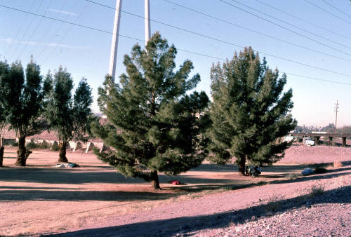 Trees and homeless camp