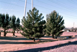Trees and homeless camp