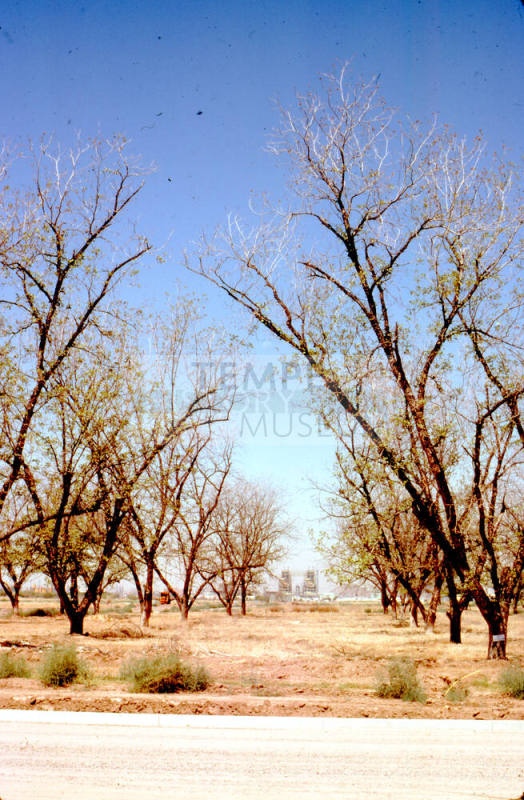 Trees and Ocotillo Power Plant
