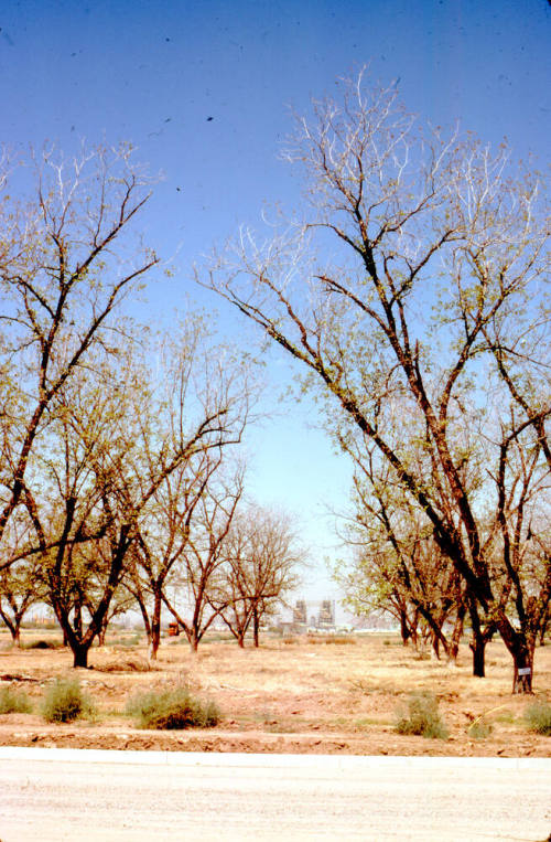 Trees and Ocotillo Power Plant
