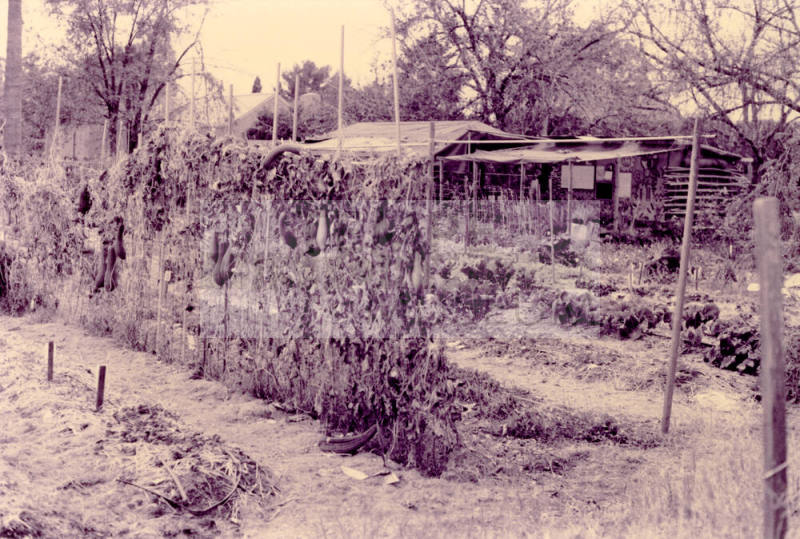 Vegetable Garden