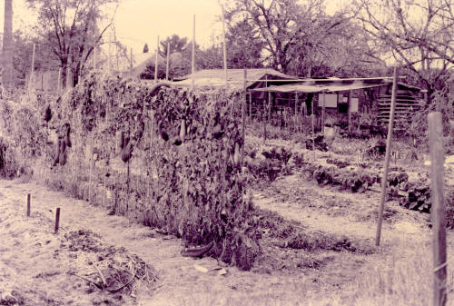 Vegetable Garden
