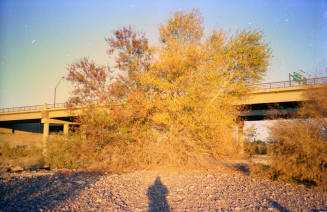 Priest Drive Bridge