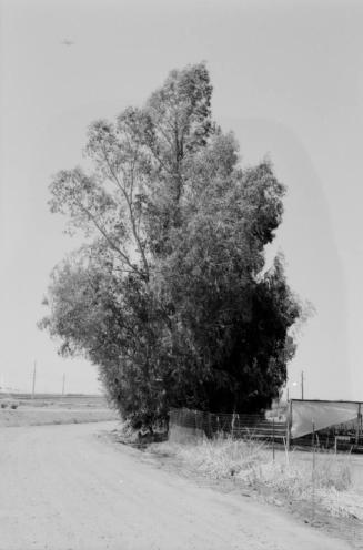 Dirt Road and Large Tree