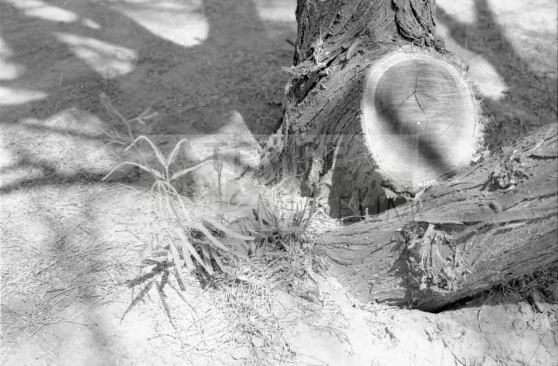 Bottom of Trees
