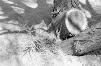 Bottom of Trees