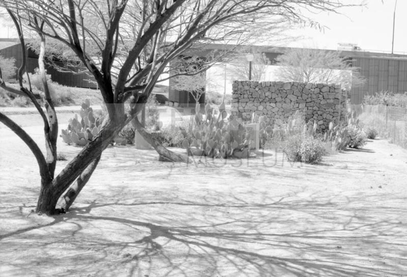 Desert Plants and Street Scene