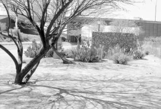 Desert Plants and Street Scene