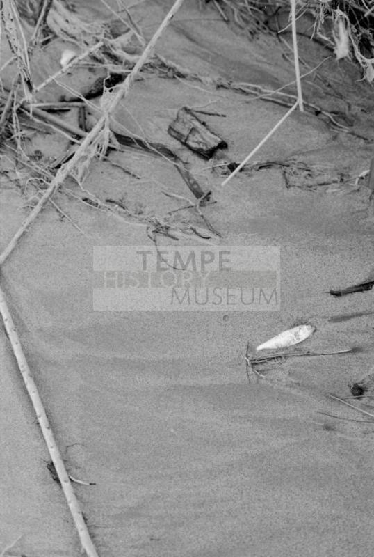 Salt River Flood, Tempe, Arizona