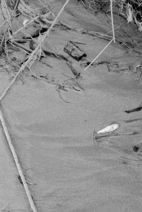 Salt River Flood, Tempe, Arizona