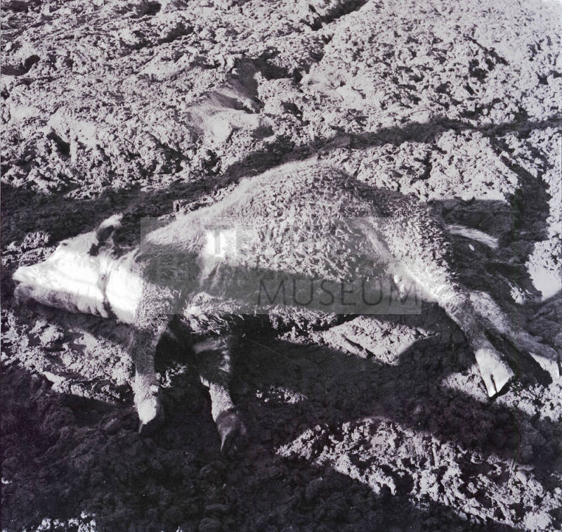 Dead cattle at McElhaney Cattle Company
