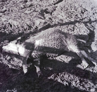 Dead cattle at McElhaney Cattle Company
