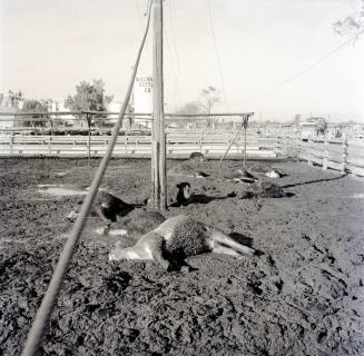 Dead cattle at McElhaney Cattle Company